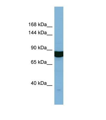 HACE1 Antibody (N-Terminus)