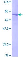 Human POLD2 Protein (Recombinant GST)