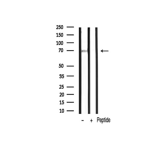 PRKCZ / PKC-Zeta Antibody (phospho-Thr410)
