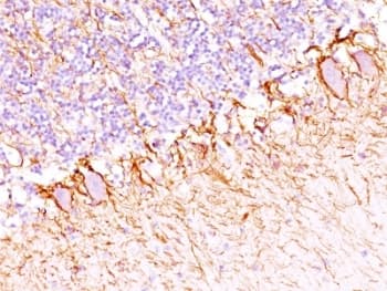 NEFH / NF-H Antibody (clone SPM203, Azide-free, BSA-free)