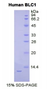 Human BLC / CXCL13 Protein (Recombinant His, N-Terminal)
