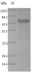 Human CD66a / CEACAM1 Protein (Recombinant 10His-SUMO, N-terminus + Myc, C-terminus)