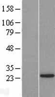LSM12 Protein (Over-Expression Lysate Myc-DDK (Flag))