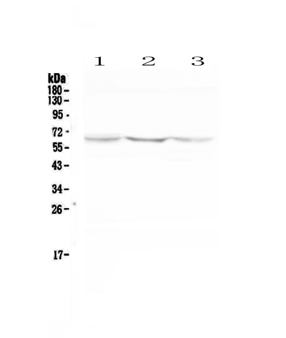 Polyclonal Rabbit anti-Human CYBB / NOX2 / gp91phox Antibody (WB)