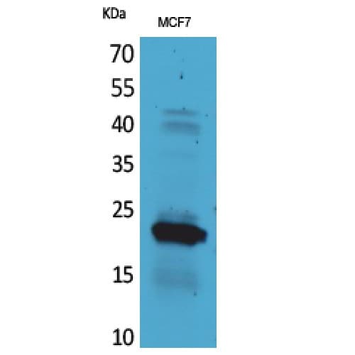 IL28 Antibody (131-180 aa, C-terminal)