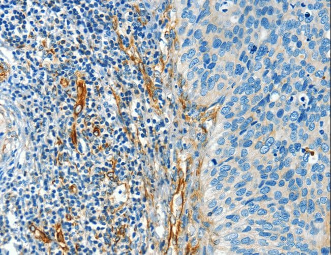 DIO2 Antibody