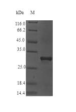 Plantago lanceolata Major pollen allergen Pla l 1 Protein (Recombinant 6His-SUMO, N-terminus)