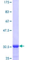 Human TSC22D3 / GILZ Protein (Recombinant GST)
