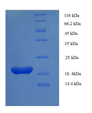 Mouse Bis(5'-adenosyl)-triphosphatase Protein (Recombinant His)