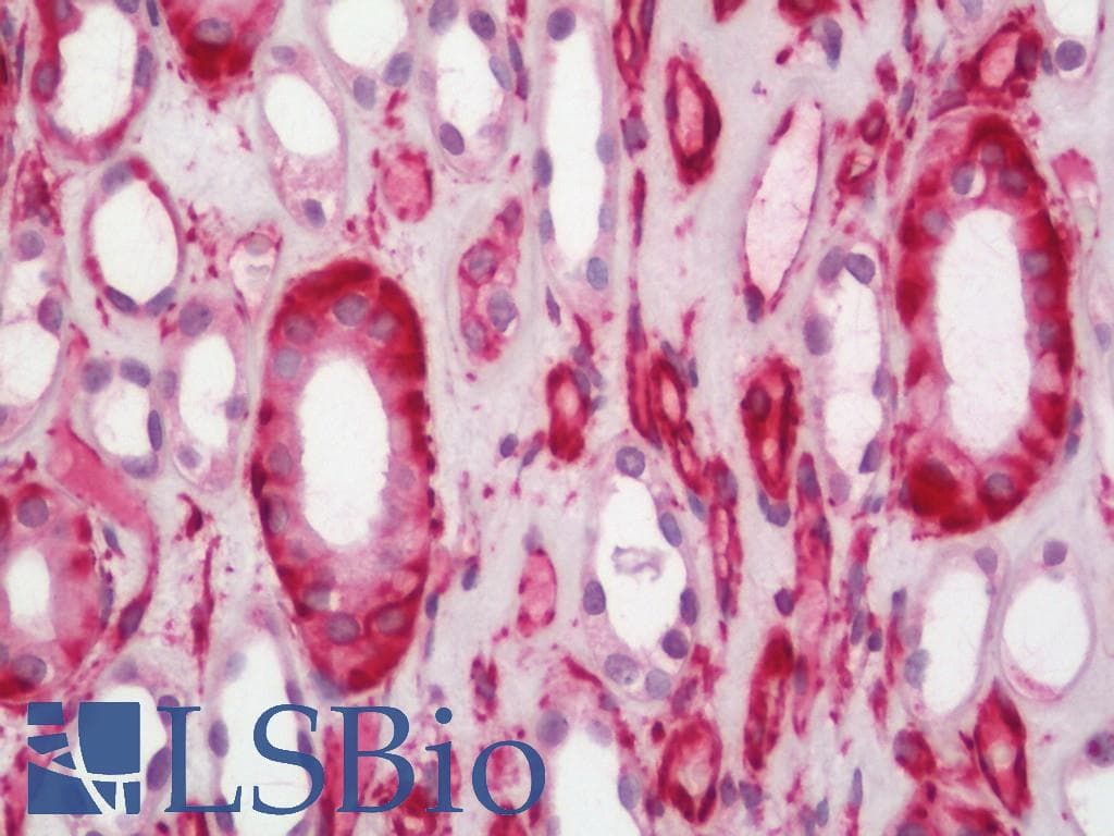 IHC-plus™ Vimentin Antibody (clone 2A52)