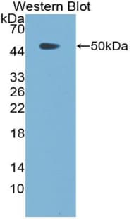 BMP7 Antibody (aa30-431)
