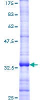 Human CXCR3 Protein (Recombinant GST, N-terminus)