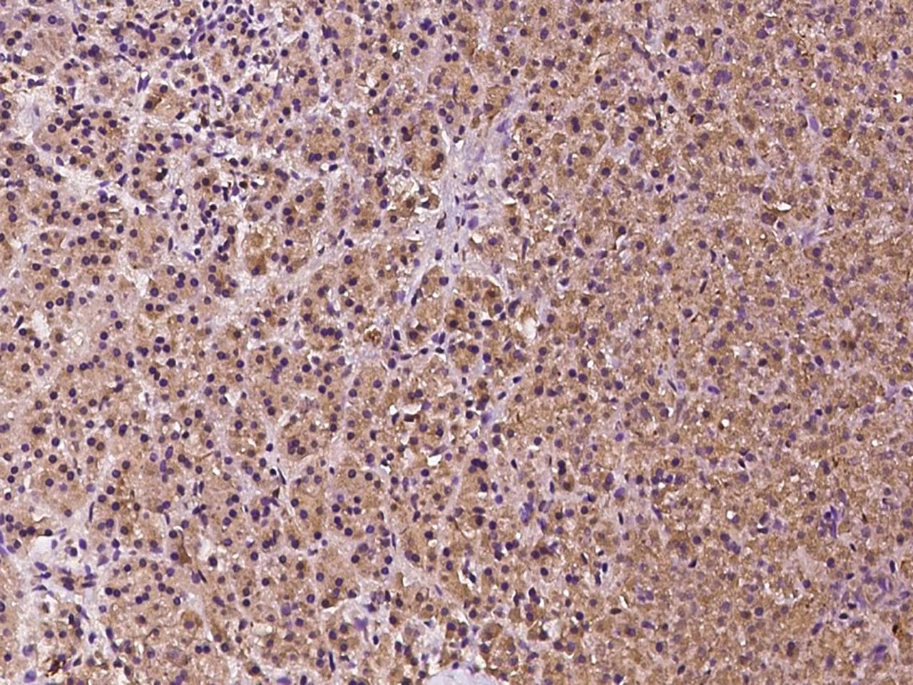DNAJB14 Antibody