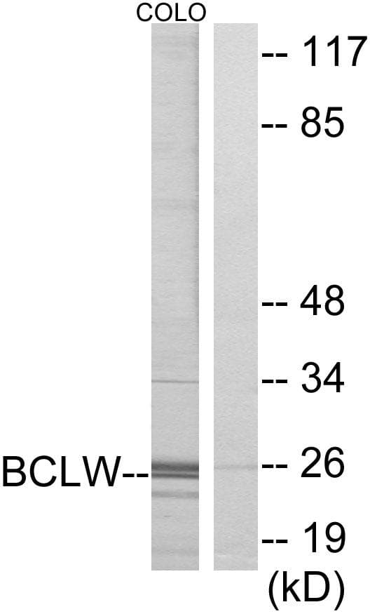 BCL2L2 / Bcl-w Antibody