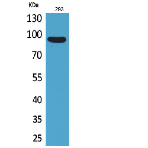 CDCP1 Antibody (241-290 aa, Internal)