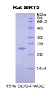 Rat SIRT5 / Sirtuin 5 Protein (Recombinant His)