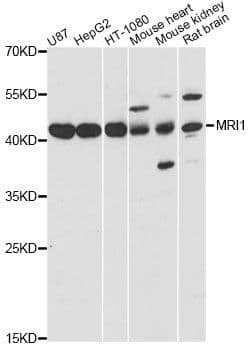 Polyclonal Rabbit anti-Human MRI1 Antibody (WB)