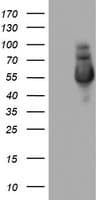 Monoclonal Mouse anti-Human NAB1 Antibody (clone OTI1D2, aa237-487, IHC, WB)