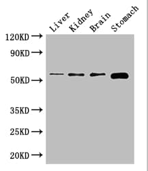 NOTUM Antibody
