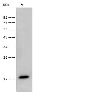 UBE2L3 / UBCH7 Antibody