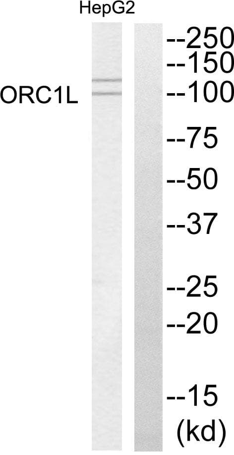 ORC1 Antibody