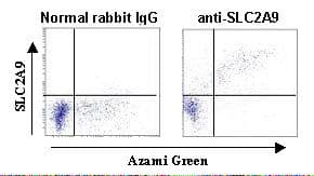 SLC2A9 / GLUT9 Antibody