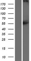 Human CACNA1F / Cav1.4 Protein (Over-Expression Lysate Myc-DDK (Flag))