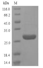 Human HMG1 / HMGB1 Protein (Recombinant 6His, N-terminus)