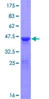 Human RNF181 Protein (Recombinant GST)