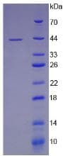 Mouse LRP1 / CD91 Protein (Recombinant His-GST, N-terminus)