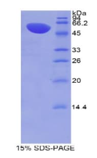 Mouse MX1 / MX Protein (Recombinant His-GST)