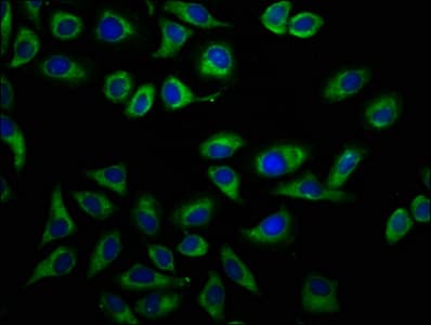 Polyclonal Rabbit anti-Human DPY19L1 Antibody (IF)