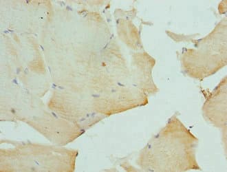 DEFA3 / Defensin Alpha 3 Antibody