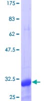Human TNFRSF18 / GITR Protein (Recombinant GST, N-terminus)