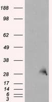 TPMT Antibody (clone OTI5B4)