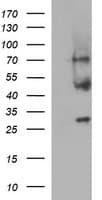MFAP3 Antibody (clone OTI1D3)