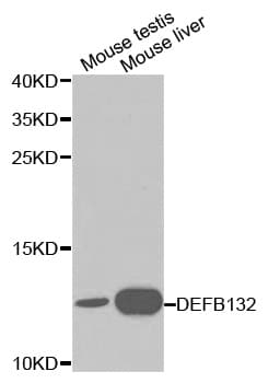 DEFB132 Antibody
