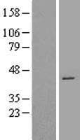CDK7 Protein (Over-Expression Lysate Myc-DDK (Flag))