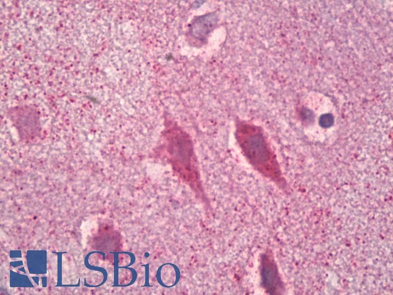 PathPlus™ GRIN1 / NMDAR1 Antibody (aa864-913)