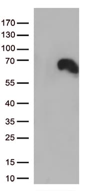 DOK3 Antibody (aa63-317, clone OTI1H9)