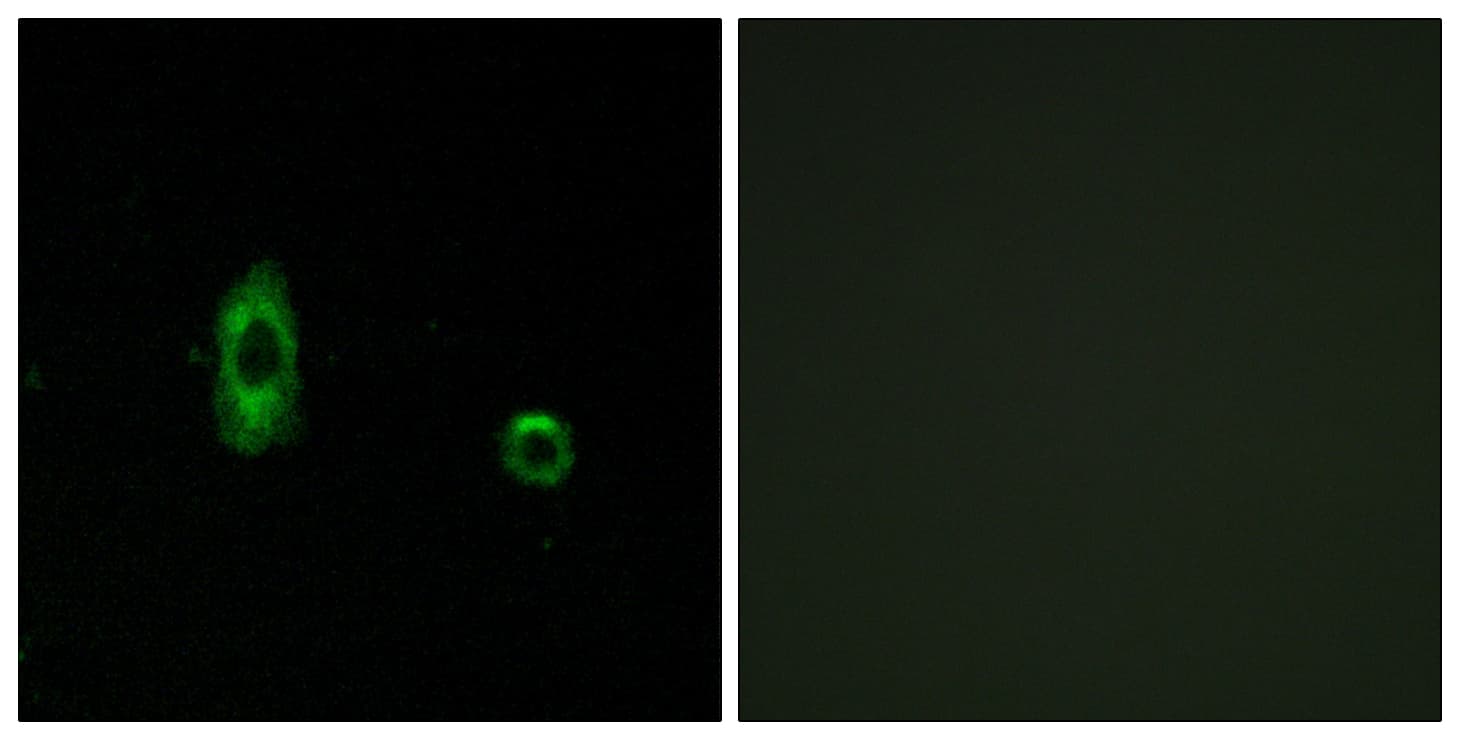 GJC2 Antibody