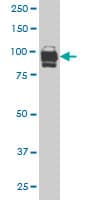 Monoclonal Mouse anti-Human IFI16 Antibody (clone 1B4, IHC, WB)
