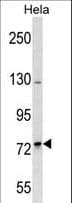 SH3RF2 Antibody (aa457-483)