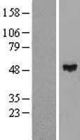 ZNF193 Protein (Over-Expression Lysate Myc-DDK (Flag))