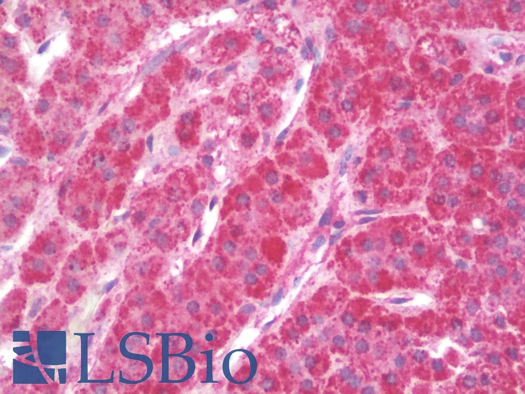 IHC-plus™ CCL4 / MIP-1 Beta Antibody