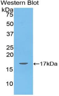ANGPTL4 Antibody (aa286-409)