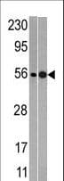 NMD3 Antibody (aa410-440)