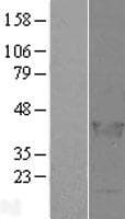 LCORL Protein (Over-Expression Lysate Myc-DDK (Flag))