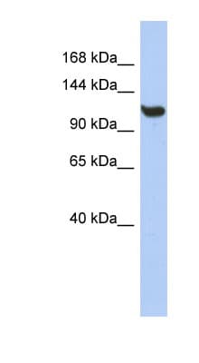 TMEM63C Antibody (aa719-768)