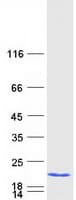 Human FAM32A Protein (Recombinant Myc-DDK (Flag))